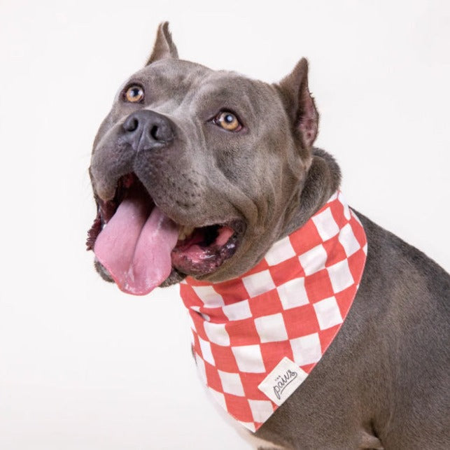 Kings Dog Bandana
