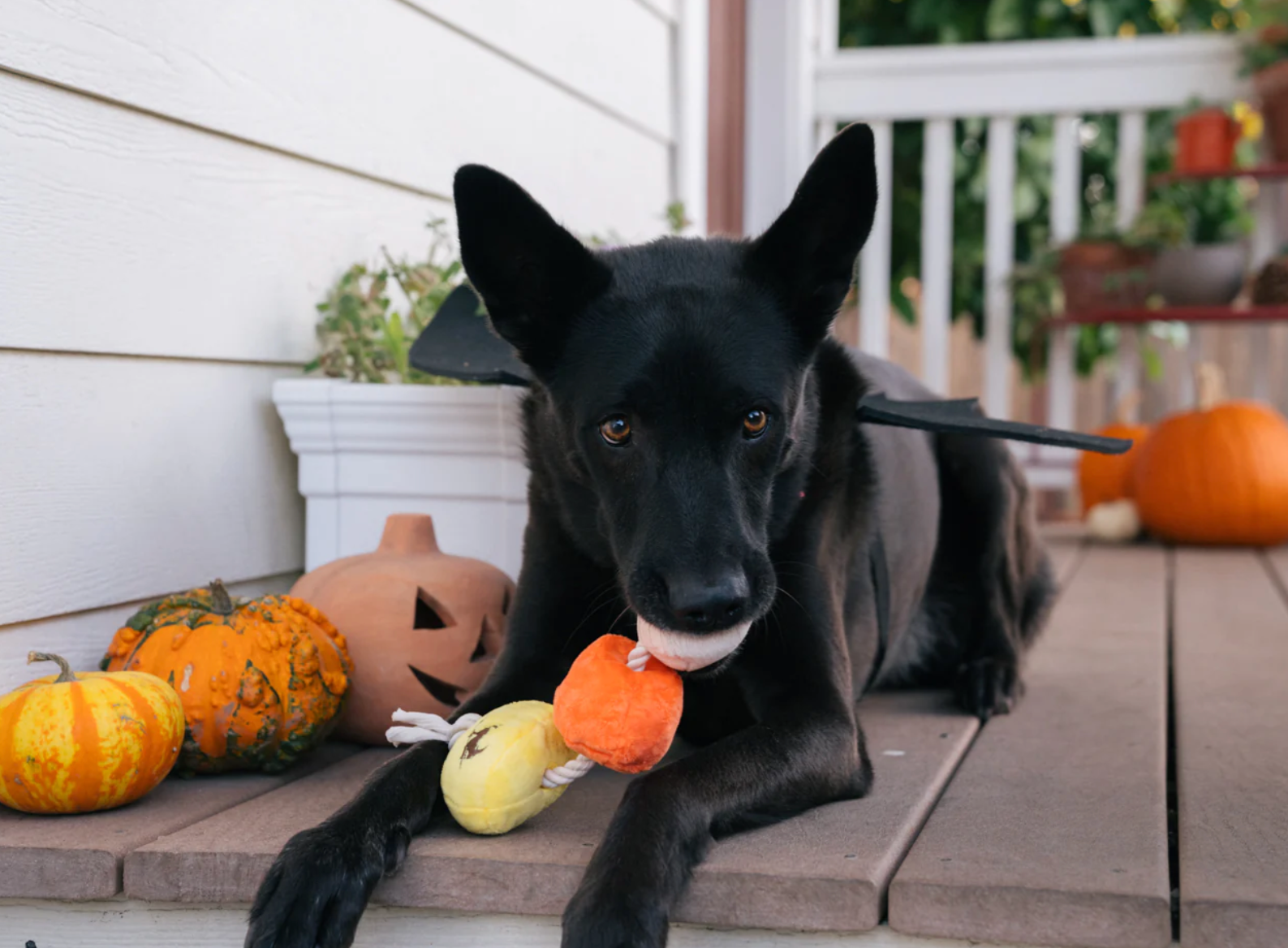 Howling Haunts Canine Corn Toy