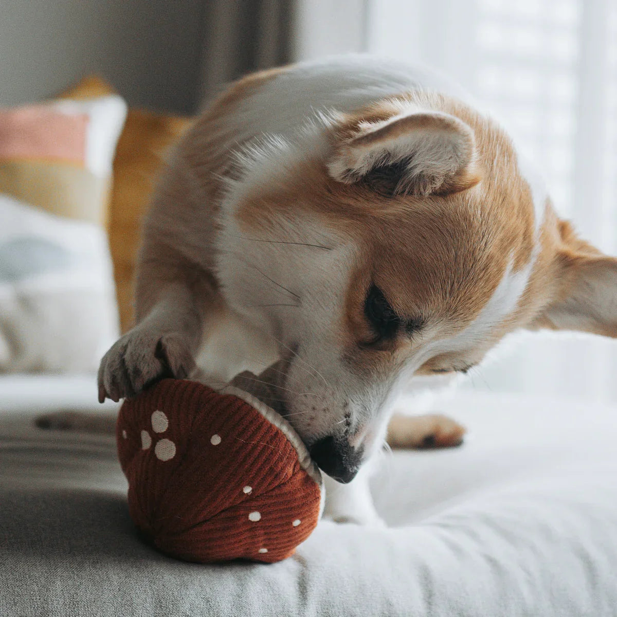 Shroom Dog Toy