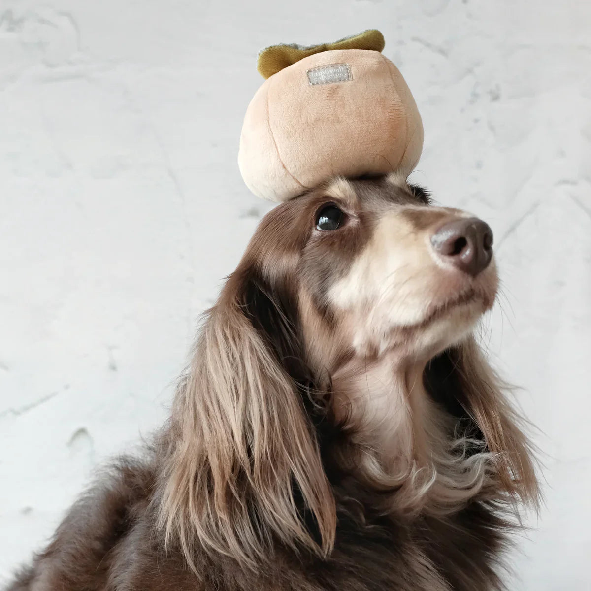 Persimmon Dog Toy