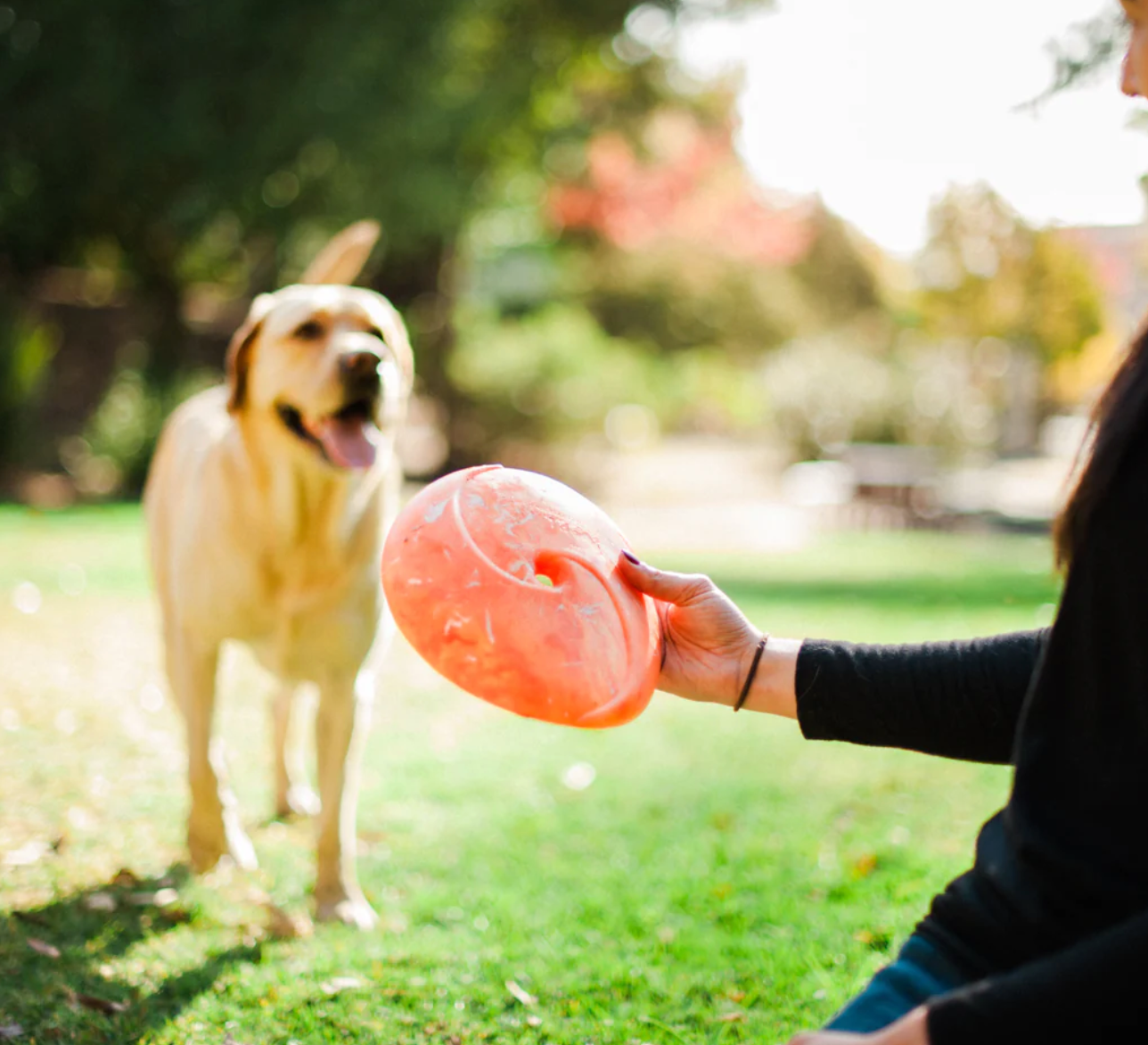 ZoomieRex InfiniDisc