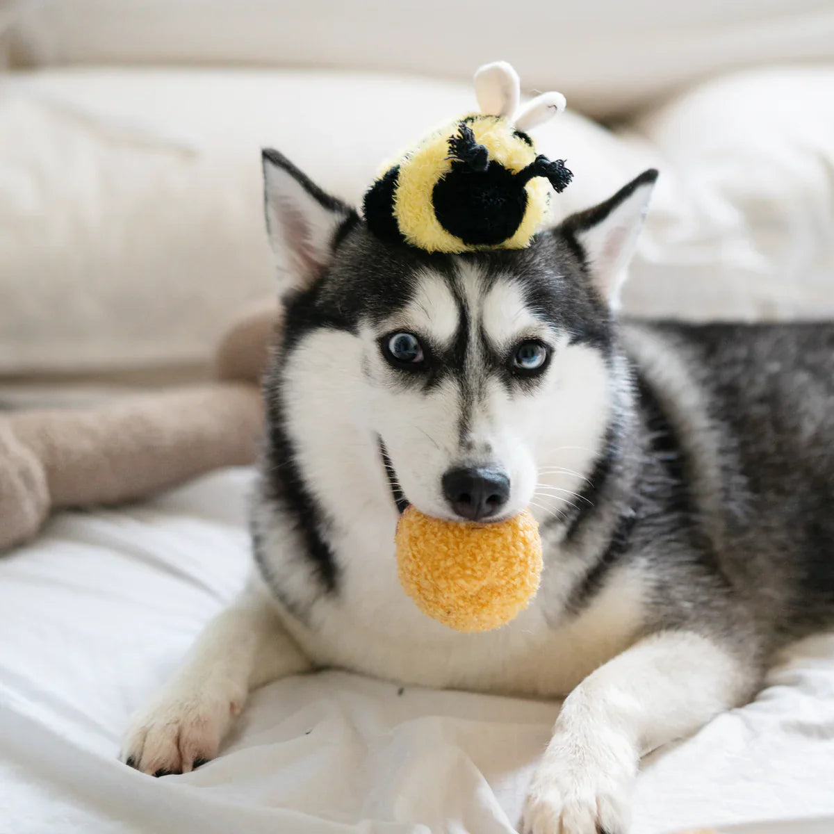 Bee Pop Dog Toy