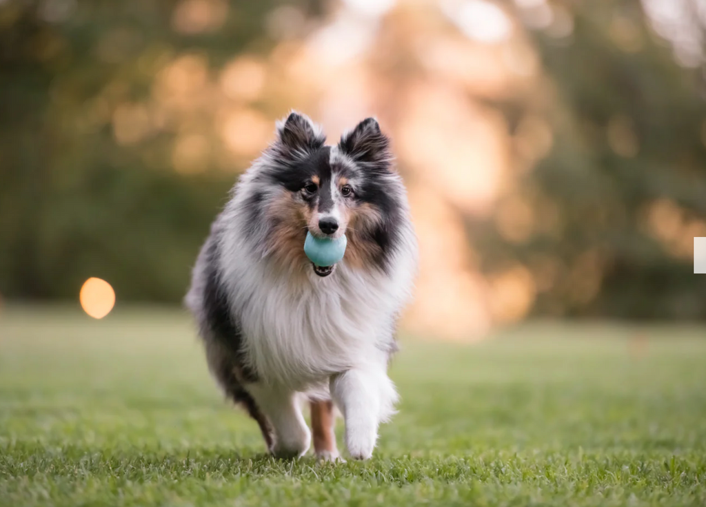 ZoomieRex IncrediBall