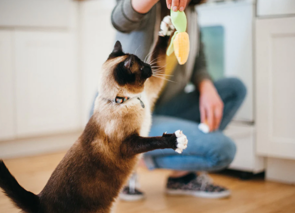 Feline Frenzy Puurfect Picnic Toy Set