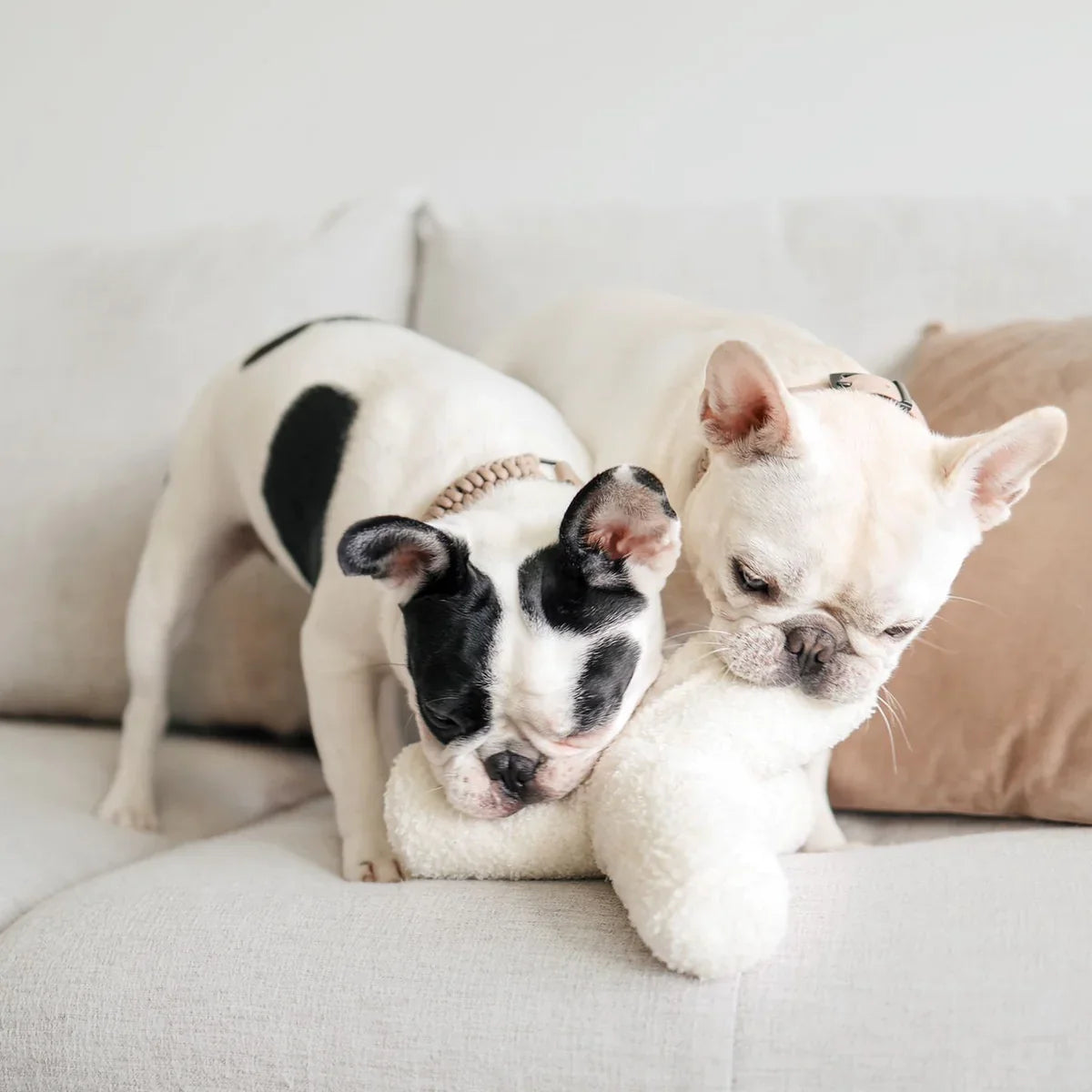 O Breuer Toy - Oversized + Squeaky + Crinkly