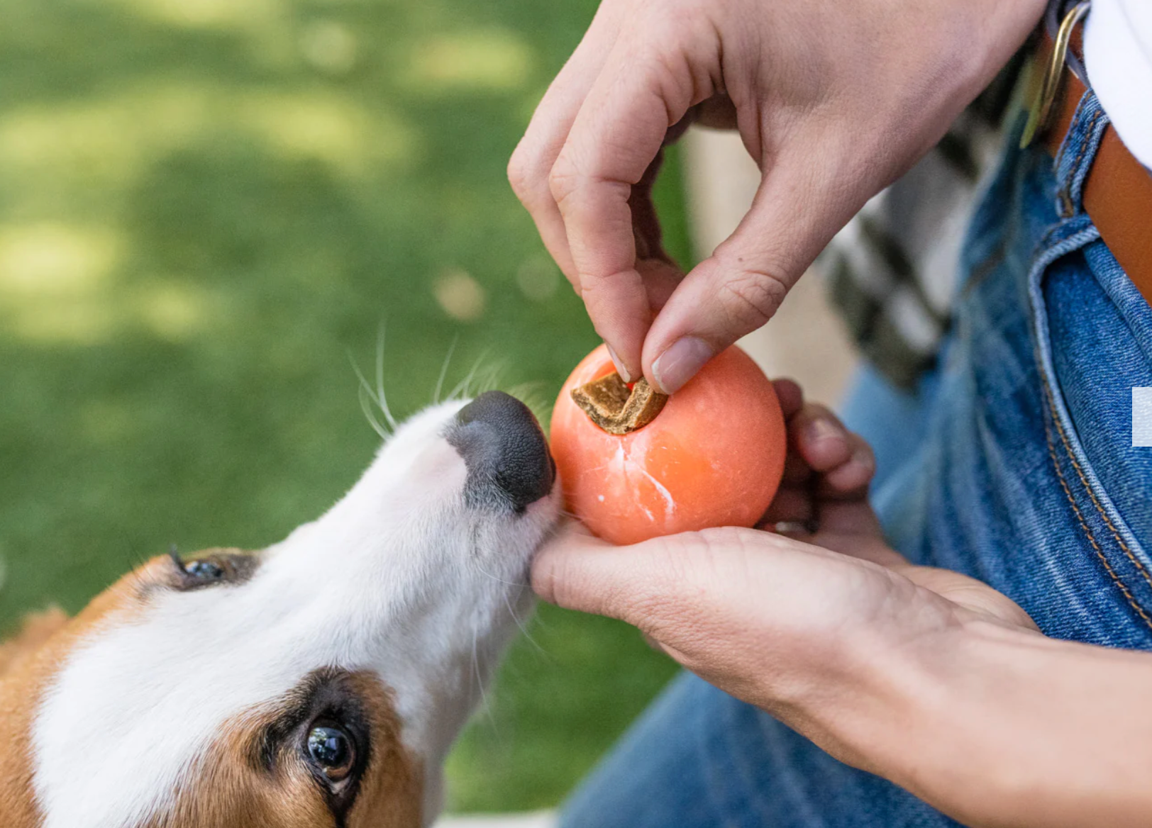ZoomieRex IncrediBall