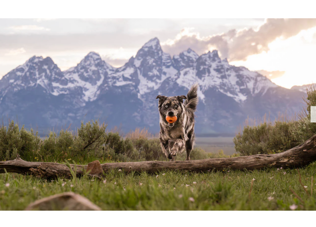 ZoomieRex IncrediBall