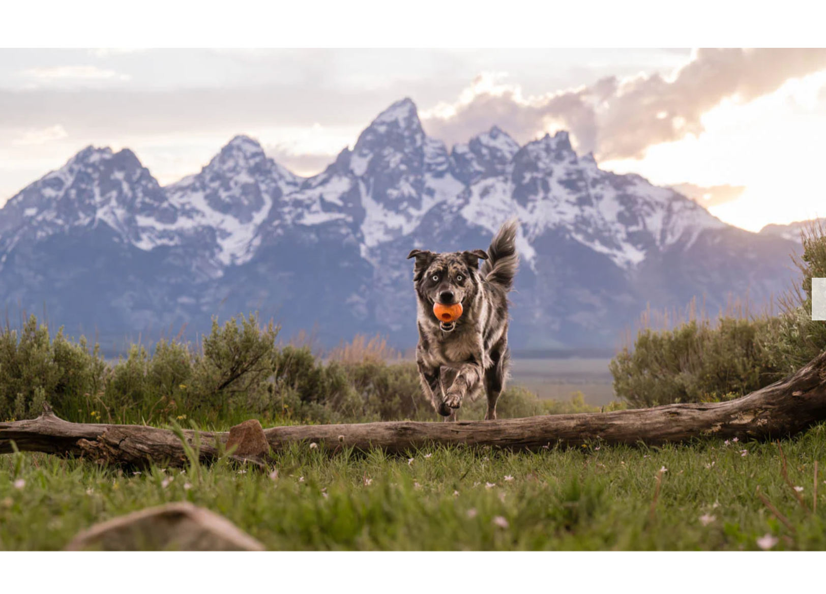 ZoomieRex IncrediBall