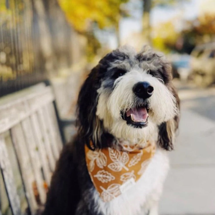 True North Dog Bandana