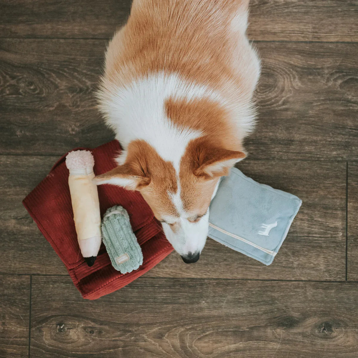 Back To School Dog Toy Set