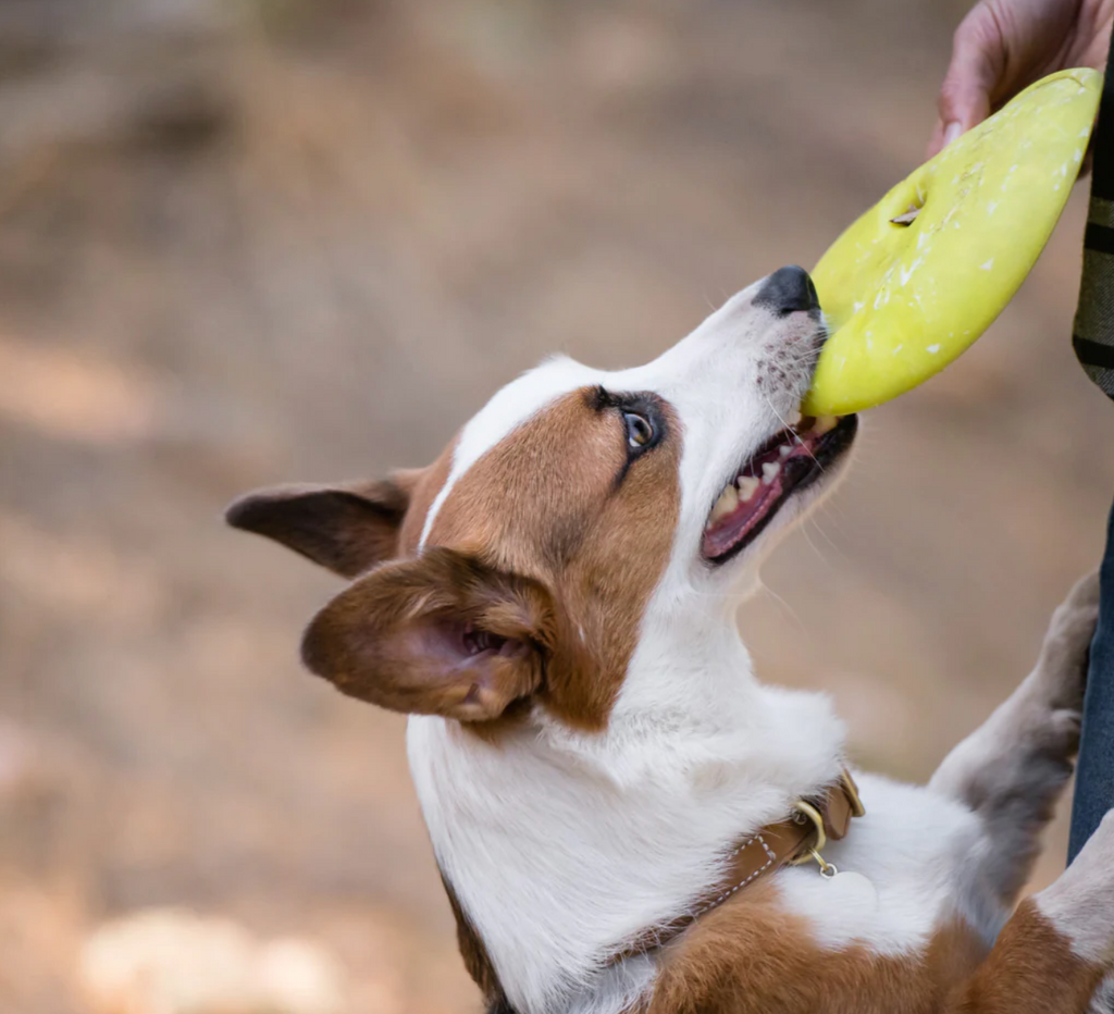 ZoomieRex InfiniDisc