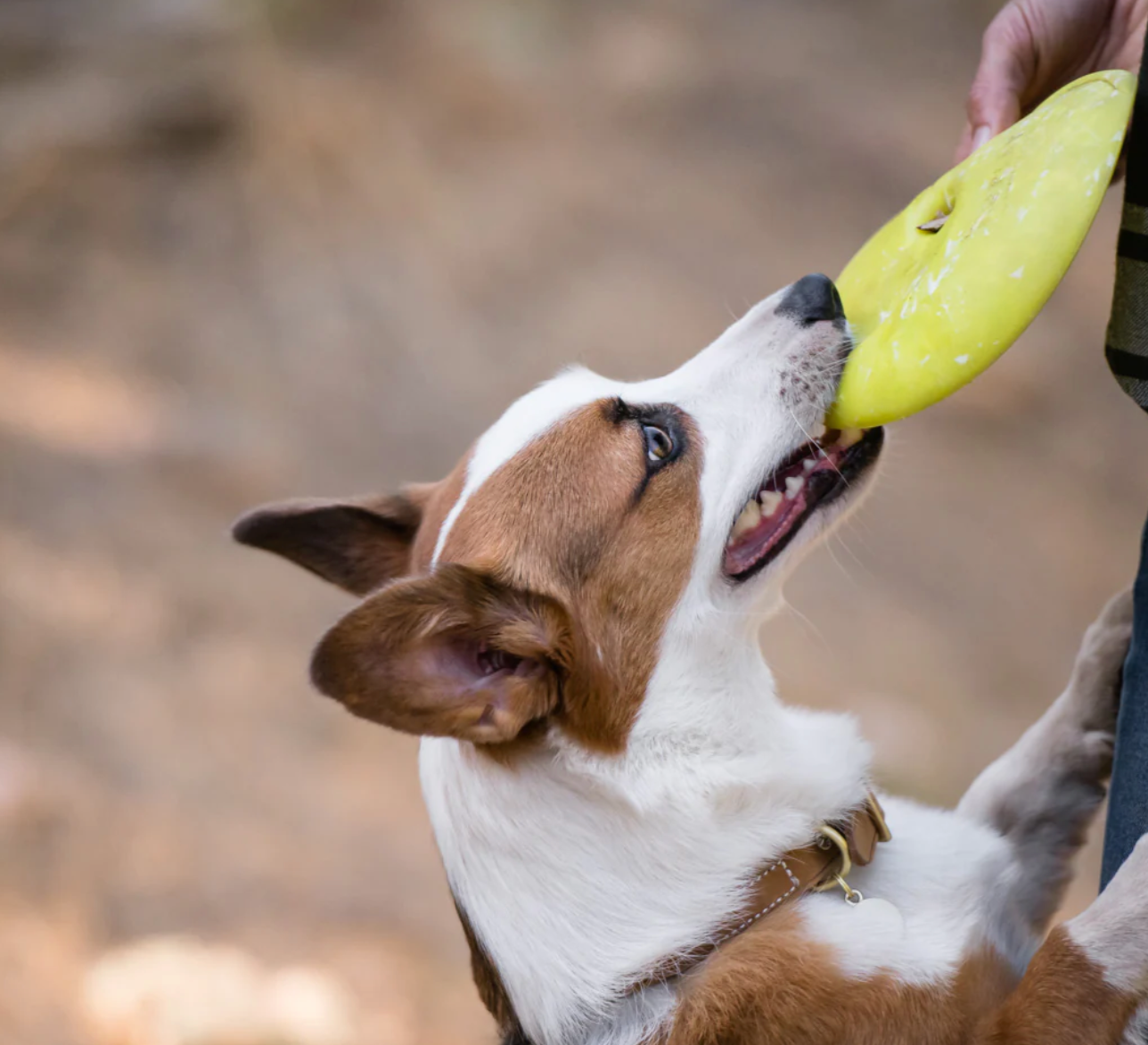ZoomieRex InfiniDisc