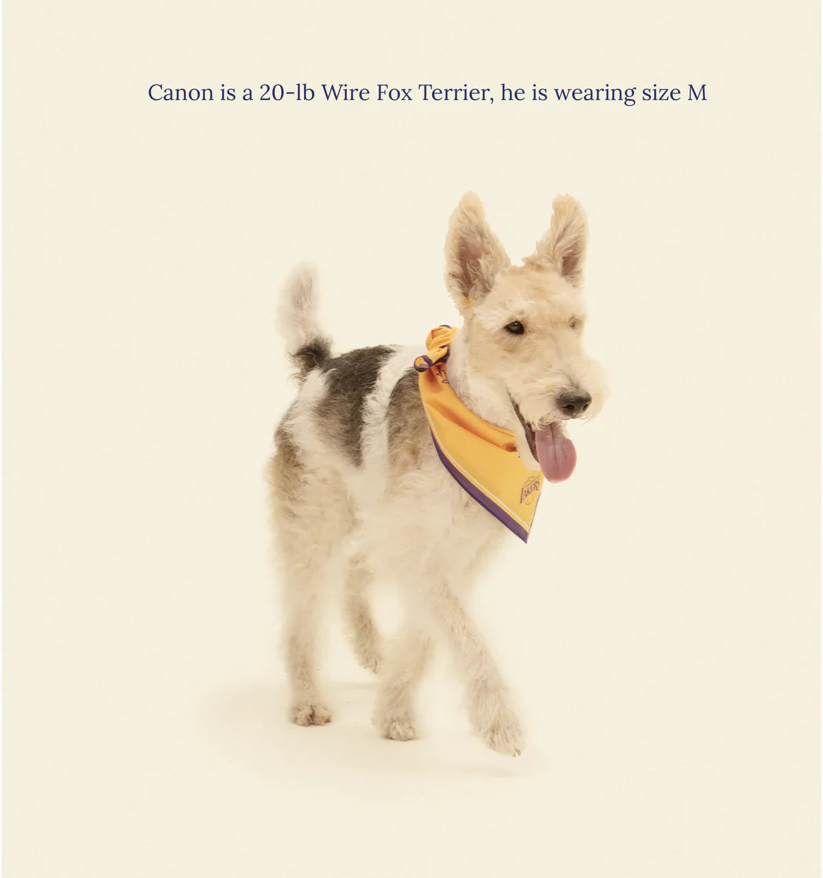 Los Angeles Lakers Bandana - NBA