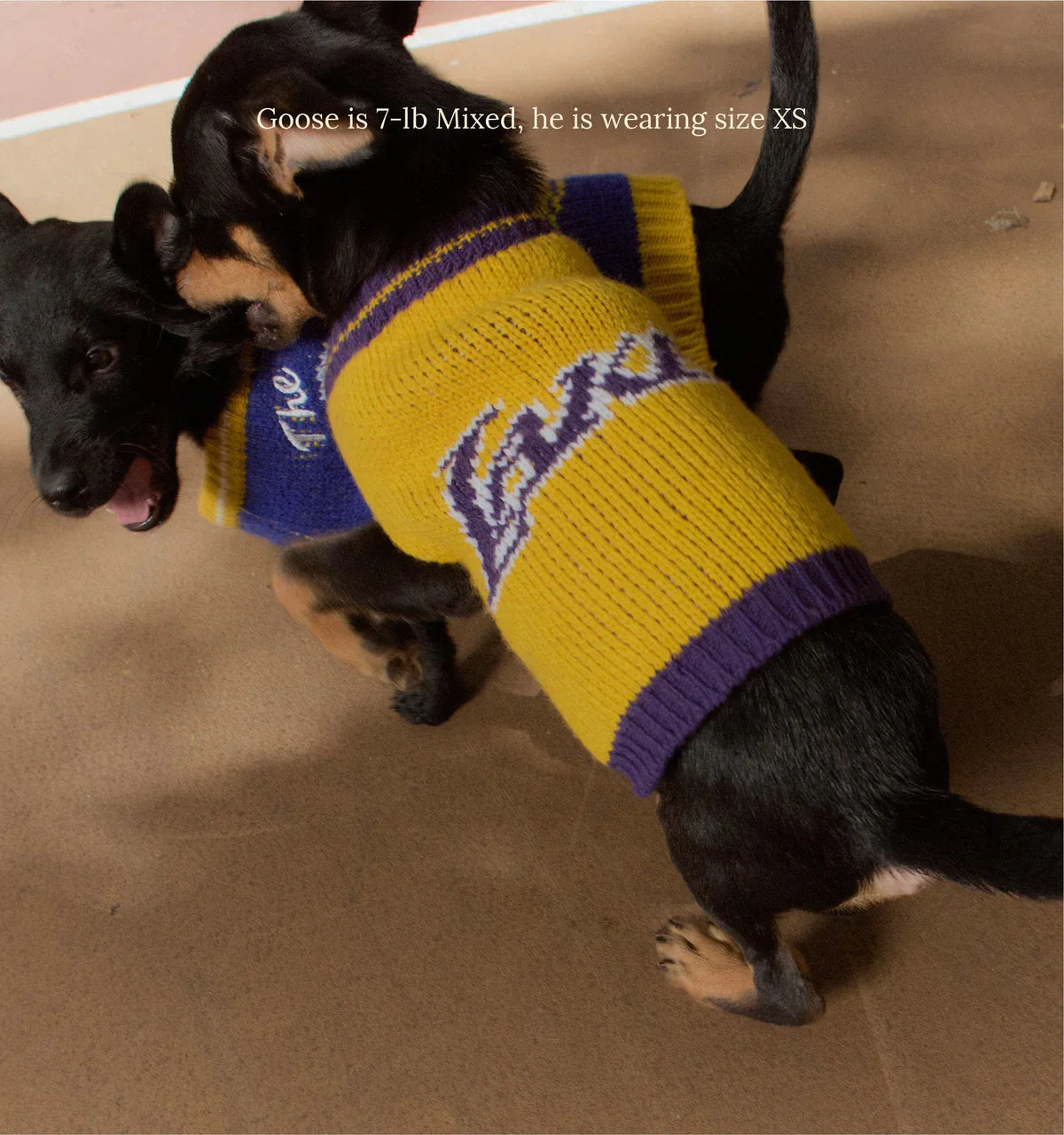 Los Angeles Lakers Dog Sweater - NBA