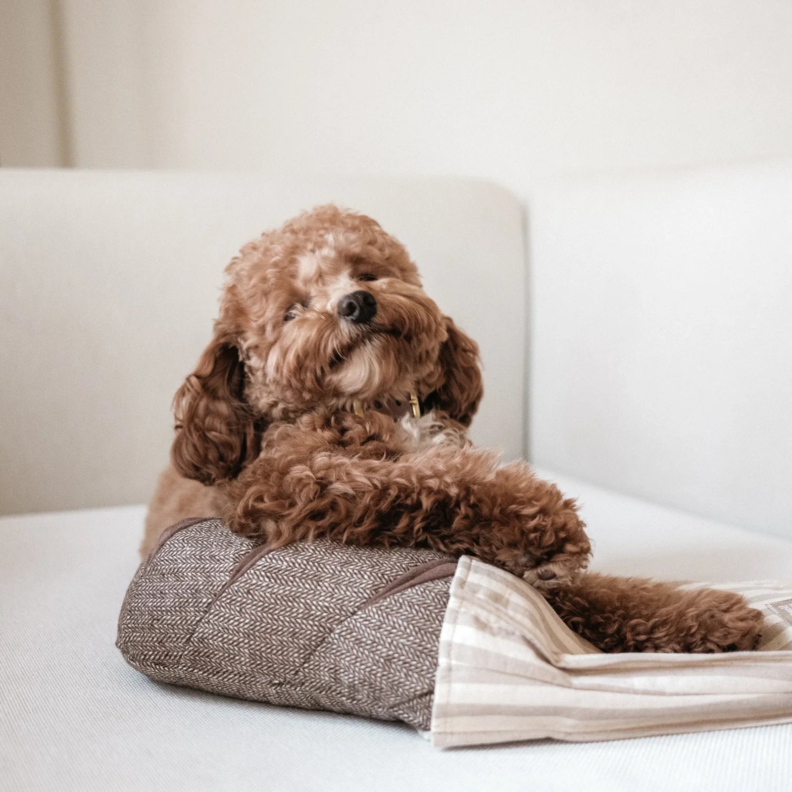 Rye Enrichment Dog Toy